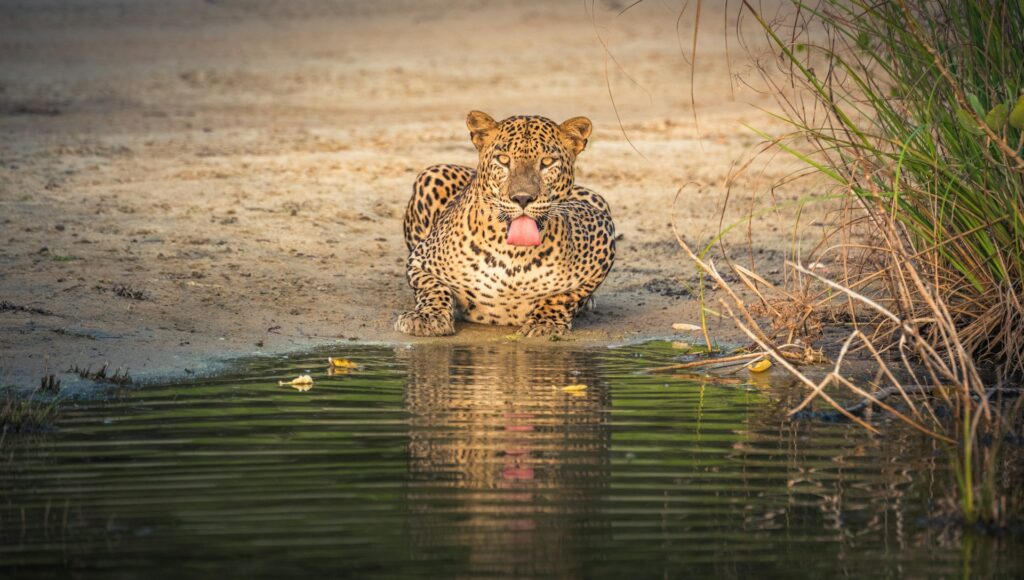 Vacation Guide to Sri Lanka Wildlife: The Complete Tour
